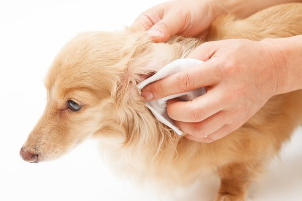 Ear Cleaning - Keeping your pet's ears clean is your best defense against costly ear infections.