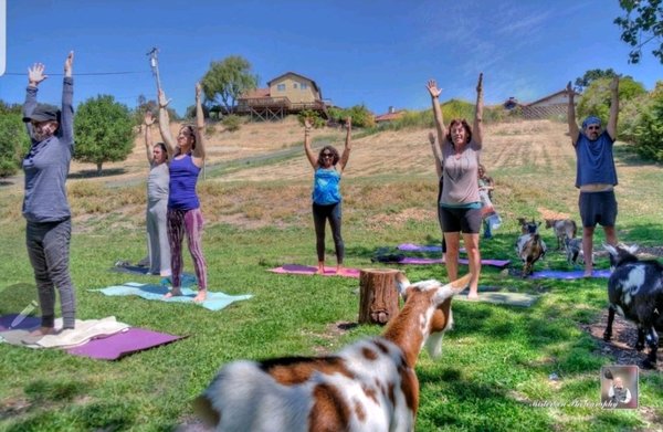 Goat Yoga - Goat Yoga at Blue Copper Farm
Join us for a one-of-a-kind yoga session with a certified instructor and our friendly goats! Enjoy stretching, laughter, and farm-fresh air as goats interact with you throughout class. Great for all ages and experience levels—pure joy included!

Looking for something else?
We also offer mobile and on-site petting zoos, bunny and goat therapy, photography sessions, birthday parties, and more!