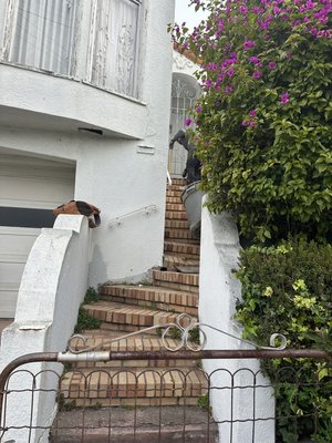 Exterior Stair Project (Termite Damage) - This was a complete demolition and rebuild of exterior brick stairs due to termite damage located in San Francisco. Exterior Stair Project (Termite Damage) - This was a complete demolition and rebuild of exterior brick stairs due to termite damage located in San Francisco.