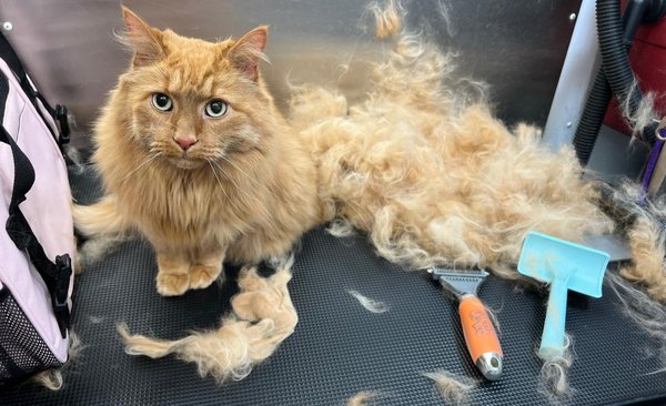 Mobile Cat Grooming - We are 100% mobile and offer both Brush/ baths and full service grooming for cats and dogs.
We have openings! Just give us a call or text us at (720)271-1074!