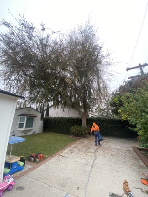 Chinese Elm Tree Removal - Complete removal of a Chinese Elm Tree City of Toluca Lake Chinese Elm Tree Removal - Complete removal of a Chinese Elm Tree City of Toluca Lake