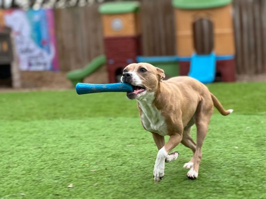 Fun at My Love Fur Paws Pet Resort - “Not just boarding — a stay designed for your dog’s happiness, health, and mental well-being. More than a kennel, it’s enrichment — customized play, mental challenges, and exercise, all tailored to your dog’s needs.” Fun at My Love Fur Paws Pet Resort - “Not just boarding — a stay designed for your dog’s happiness, health, and mental well-being. More than a kennel, it’s enrichment — customized play, mental challenges, and exercise, all tailored to your dog’s needs.”