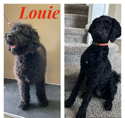 Before and After photo shots - Here are a few of our before and after pictures of dogs we have groomed. Before and After photo shots - Here are a few of our before and after pictures of dogs we have groomed.