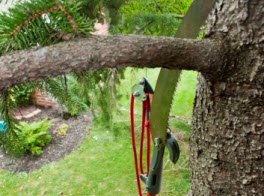 Trimming & Pruning - We offer trimming and pruning services. Trimming & Pruning - We offer trimming and pruning services.