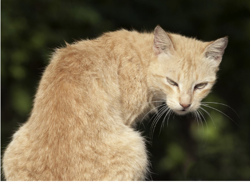 $300,000 Settlement: Cat Scratch Fever - In personal injury law, dog bites tend to get the share of attention due to their frequency and the terrible injuries they can inflict. A recent case handled by Alexandria, VA attorney Justin W. Curcio, however, points to the lesser-known realm of cat bites. The case was distinctive in many ways, ending with the extraordinary $300,000 settlement.
The main focus of the incident revolved around an altercation that occurred between the complainant’s dog and an outdoor cat belonging to another tenant living in the same apartment building. The cat had ventured into the complainant’s apartment, and out of fear of injury to the cat from his dog, he decided to retrieve the cat and return her to the outside. Through the process of removing her, the tenant was bitten multiple times and received several scratches as the animal reacted to the dog being on the premises.
At first, he thought his injuries were minor, a belief that would soon be proven wrong. Unlike the quick and obvious effects of dog bites, cat bites are slow to reveal their danger. The day after his brush with the cat, the man’s hand started swelling alarmingly, and he had to visit a clinic. The injury was much worse than he originally thought. He was diagnosis with a bacterial infection requiring emergency surgery to remove the infected tissue and necessitating a prolonged hospital stay.
Although cat bites lack the intensity of dog bites, they have a propensity for infection as shown above. On the daily, the plaintiff had to use a PICC line for antibiotics and a second surgery was necessary to address significant scarring that developed.
This case highlights Attorney Justin W. Curcio’s talent for navigating unfamiliar territory and crafting individualized strategy for each of his cases within personal injury law. $300,000 Settlement: Cat Scratch Fever - In personal injury law, dog bites tend to get the share of attention due to their frequency and the terrible injuries they can inflict. A recent case handled by Alexandria, VA attorney Justin W. Curcio, however, points to the lesser-known realm of cat bites. The case was distinctive in many ways, ending with the extraordinary $300,000 settlement.
The main focus of the incident revolved around an altercation that occurred between the complainant’s dog and an outdoor cat belonging to another tenant living in the same apartment building. The cat had ventured into the complainant’s apartment, and out of fear of injury to the cat from his dog, he decided to retrieve the cat and return her to the outside. Through the process of removing her, the tenant was bitten multiple times and received several scratches as the animal reacted to the dog being on the premises.
At first, he thought his injuries were minor, a belief that would soon be proven wrong. Unlike the quick and obvious effects of dog bites, cat bites are slow to reveal their danger. The day after his brush with the cat, the man’s hand started swelling alarmingly, and he had to visit a clinic. The injury was much worse than he originally thought. He was diagnosis with a bacterial infection requiring emergency surgery to remove the infected tissue and necessitating a prolonged hospital stay.
Although cat bites lack the intensity of dog bites, they have a propensity for infection as shown above. On the daily, the plaintiff had to use a PICC line for antibiotics and a second surgery was necessary to address significant scarring that developed.
This case highlights Attorney Justin W. Curcio’s talent for navigating unfamiliar territory and crafting individualized strategy for each of his cases within personal injury law.