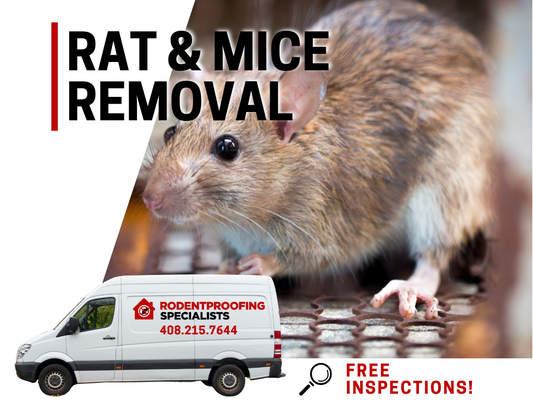 Rat & Mice Removal Services - Rat & Mice Removal Services