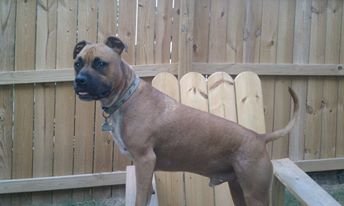 Animal Rescue and Boarding - We are a non-profit rescue for the abandoned, abused, and neglected animals in Stewart County, as well as an Elite Boarding Facility. Animal Rescue and Boarding - We are a non-profit rescue for the abandoned, abused, and neglected animals in Stewart County, as well as an Elite Boarding Facility.