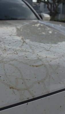 Tree sap removal - This Tacoma was heavily contaminated with tree sap as it was left under a tree for an entire month. The sap was on for a while meaning a sim