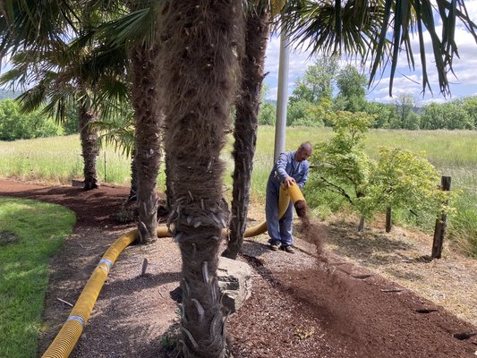 Your back yard Oasis, let us save you money and time. - Palm trees and bark dust. Your back yard Oasis, let us save you money and time. - Palm trees and bark dust.