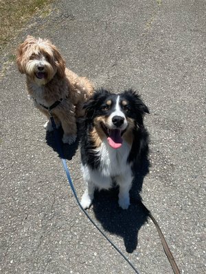 Is Your Dog Ready For You To Go Back To The Office? - Set your pup up for success by getting them started on daily walks now! Starting a new routine while you’re still at home will help your pup combat separation anxiety as they transition from having their best friend at home all day to seeing you after work.
On leash walks in the comfort of their own neighborhood will keep your dog stress-free and happy. On a group walk, your pup will be part of a pack with up to two other furry friends. Small packs help ensure each dog can be given the attention they need while allowing them to socialize with friends from their neighborhood.
We offer weekly scheduling and walk packages from 3 to 5 days per week. You have the flexibility to adjust your walk package on a weekly basis to accommodate your hybrid work schedule.
Reach out to us to learn more! Is Your Dog Ready For You To Go Back To The Office? - Set your pup up for success by getting them started on daily walks now! Starting a new routine while you’re still at home will help your pup combat separation anxiety as they transition from having their best friend at home all day to seeing you after work.
On leash walks in the comfort of their own neighborhood will keep your dog stress-free and happy. On a group walk, your pup will be part of a pack with up to two other furry friends. Small packs help ensure each dog can be given the attention they need while allowing them to socialize with friends from their neighborhood.
We offer weekly scheduling and walk packages from 3 to 5 days per week. You have the flexibility to adjust your walk package on a weekly basis to accommodate your hybrid work schedule.
Reach out to us to learn more!