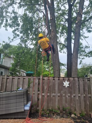 Tree Trimming - Tree Trimming Tree Trimming - Tree Trimming