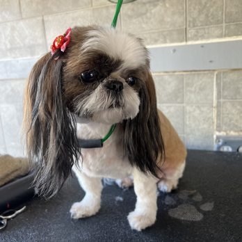 Dogs and Cats - Mobile service for Dogs and Cats Dogs and Cats - Mobile service for Dogs and Cats