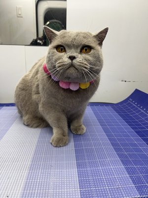 Purrfectly Groomed - Check out our expert cat grooming services! We specialize in a gentle and professional approach, from soothing baths and stylish lion cuts to careful nail trims. Our team is dedicated to keeping your feline looking sharp and feeling comfortable in a safe, relaxing environment. Purrfectly Groomed - Check out our expert cat grooming services! We specialize in a gentle and professional approach, from soothing baths and stylish lion cuts to careful nail trims. Our team is dedicated to keeping your feline looking sharp and feeling comfortable in a safe, relaxing environment.