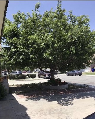 Tree removal - Tree removal in corona, we left it like it was never there Tree removal - Tree removal in corona, we left it like it was never there