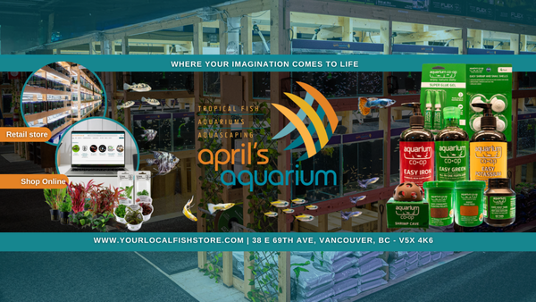 Aprils Aquarium - April’s Aquarium – Vancouver’s Premier Tropical Fish & Aquatic Plant Store
Located in the heart of Vancouver, April’s Aquarium is your trusted destination for tropical fish, live aquatic plants, and premium aquarium supplies. We specialize in freshwater aquariums, rare fish species. Whether you’re a hobbyist or a B2B client, we provide expert advice, healthy livestock, and top-quality products to help you create stunning aquascapes. Aprils Aquarium - April’s Aquarium – Vancouver’s Premier Tropical Fish & Aquatic Plant Store
Located in the heart of Vancouver, April’s Aquarium is your trusted destination for tropical fish, live aquatic plants, and premium aquarium supplies. We specialize in freshwater aquariums, rare fish species. Whether you’re a hobbyist or a B2B client, we provide expert advice, healthy livestock, and top-quality products to help you create stunning aquascapes.