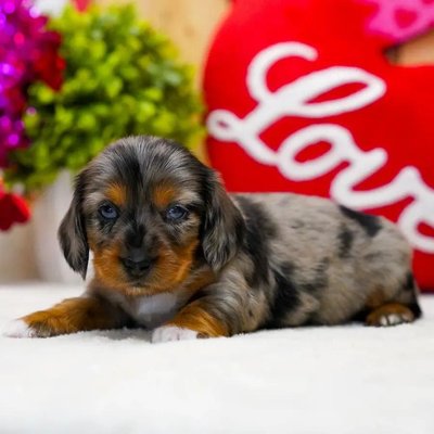 Jayde - Sweet • Stylish • Playful • Charming 🐾 - Meet Jayde 💕 a stunning Blue Dapple Tan Dachshund with beautiful white markings and a sweet, loving personality. You can also find her on puppysrus.com and will be available starting 3/10/2016.
Contact us today to reserve this gorgeous girl and make her part of your family 🐾. Jayde - Sweet • Stylish • Playful • Charming 🐾 - Meet Jayde 💕 a stunning Blue Dapple Tan Dachshund with beautiful white markings and a sweet, loving personality. You can also find her on puppysrus.com and will be available starting 3/10/2016.
Contact us today to reserve this gorgeous girl and make her part of your family 🐾.