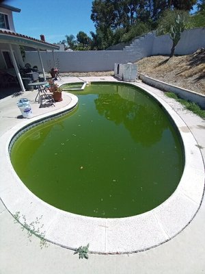 Green Pool Cleanup from Start to Finish. Drain, Acid Wash, Refill, New Water Chemical Startup. - This is one of our recent Green Pool Cleanups, done prior to the summer season. We specialize in bringing neglected pools back to life. Let us know if we can help you with doing so as well. Green Pool Cleanup from Start to Finish. Drain, Acid Wash, Refill, New Water Chemical Startup. - This is one of our recent Green Pool Cleanups, done prior to the summer season. We specialize in bringing neglected pools back to life. Let us know if we can help you with doing so as well.
