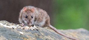 Rats and Rodent Extermination - Rats can be a significant pest issue in Alexandria, VA. Their ability to reproduce quickly and invade homes and businesses makes effective rat control crucial. Pest Chase offers expert solutions to handle and prevent rat infestations. Rats and Rodent Extermination - Rats can be a significant pest issue in Alexandria, VA. Their ability to reproduce quickly and invade homes and businesses makes effective rat control crucial. Pest Chase offers expert solutions to handle and prevent rat infestations.