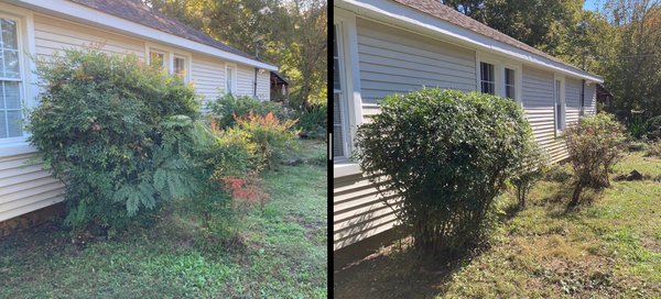 Hedge trimming - This hedge trimming job was a nice fall project and makes the house look like a home Hedge trimming - This hedge trimming job was a nice fall project and makes the house look like a home