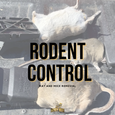 Rat and Mice Removal - Recognizing that every homeowner desires a pest-free living environment, Busy Bee empathizes with your aspirations. With this understanding, our $29 special package includes a commitment to a 1-year service agreement, assuring you tranquility and a home free from rodents. This comprehensive plan involves 6 bi-monthly treatments – an approach we fervently endorse as it benefits not just your finances, but also the environment and your precious leisure time. Rat and Mice Removal - Recognizing that every homeowner desires a pest-free living environment, Busy Bee empathizes with your aspirations. With this understanding, our $29 special package includes a commitment to a 1-year service agreement, assuring you tranquility and a home free from rodents. This comprehensive plan involves 6 bi-monthly treatments – an approach we fervently endorse as it benefits not just your finances, but also the environment and your precious leisure time.