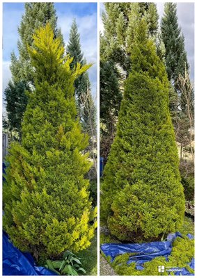 Hedge and Tree Trimming. - Explore our hedge and tree trimming services! We enhance your landscape with skilled trimming and pruning, promoting healthy growth and safety. Let us help you design a beautiful outdoor space for you to enjoy year long! Hedge and Tree Trimming. - Explore our hedge and tree trimming services! We enhance your landscape with skilled trimming and pruning, promoting healthy growth and safety. Let us help you design a beautiful outdoor space for you to enjoy year long!