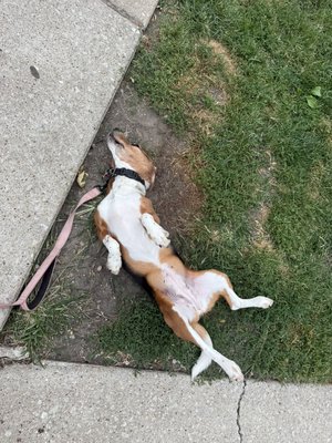 Some of this weeks doggie walks! - Some of this weeks walks! Some of this weeks doggie walks! - Some of this weeks walks!