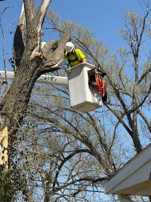 Tree Trimming - Aurora, MO - Our crew completed a professional tree trimming service for a homeowner in Aurora, Missouri. The tree had several overgrown limbs that were extending toward the home and needed to be properly trimmed for safety and appearance.
We carefully removed the excess branches and shaped the tree to promote healthier growth while improving clearance around the property. After the trimming was complete, all debris was cleaned up and hauled away, leaving the yard neat and safe.
Letterman Tree proudly provides tree trimming, removals, and storm cleanup throughout Southwest Missouri. Tree Trimming - Aurora, MO - Our crew completed a professional tree trimming service for a homeowner in Aurora, Missouri. The tree had several overgrown limbs that were extending toward the home and needed to be properly trimmed for safety and appearance.
We carefully removed the excess branches and shaped the tree to promote healthier growth while improving clearance around the property. After the trimming was complete, all debris was cleaned up and hauled away, leaving the yard neat and safe.
Letterman Tree proudly provides tree trimming, removals, and storm cleanup throughout Southwest Missouri.