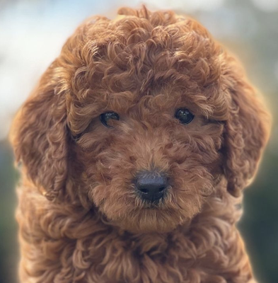 F1BMINI GOLDEN DOODLES - F1BMINI GOLDEN DOODLES
33% Golden Retriever / 67% Poodle
Hyperallergic
WEIGHT ESTIMATE ( 15-25LBS) MAY VARY
SUPER CURLY
VET APPOINTMENT INCLUDES:
FIRST PHYSICAL
FIRST SHOTS WEEKS 4-6
SECOND SHOTS WEEKS 8-10
DEWORMING PROCESS
6 MONTH PUPPY WARRANTY