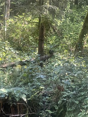 Bainbridge Island Project - Vibration