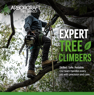 Tree Trimming - We do all types of tree trimming. See the pictures for examples of our work! Tree Trimming - We do all types of tree trimming. See the pictures for examples of our work!