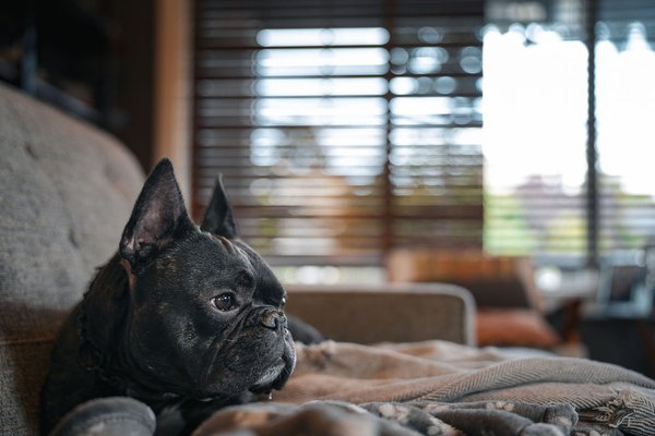 Your Dog's Home Away From Home - Hi, I'm Chris! I am the owner of Chateau Doggo. As an owner of rescue dogs, I know how important your dogs comfort and safety is.  I offer a safe climate control place for your dog to be treated like I treat my fur babies.