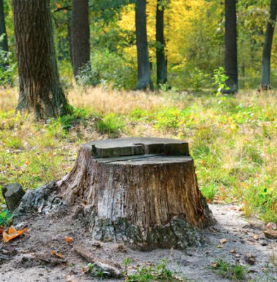 Stump Removal - Call for a free estimate