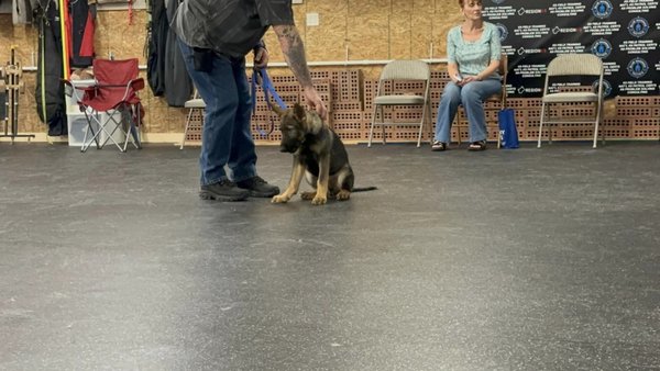 Puppy Training Class - During puppy training, we will cover several topics:

Responsible ownership of dogs Ensuring appropriate mental and physical engagement for your puppy
Managing and correcting undesirable behaviors 
Essential aspects of house training 
Grooming needs 
Successful methods for socializing your dog
Exploring components of the AKC Canine Good Citizen Test (CGC) for owners interested in advanced training