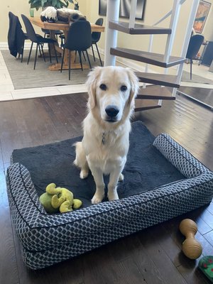 Dog Boarding - Tony - A three-day pet stay consisting of walks, pet boarding, and lots of playtime!