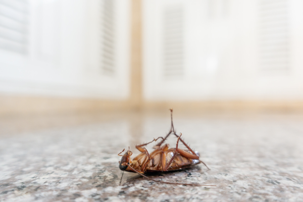 Pests - From tiny termites to pesky rodents, we've tackled them all! Our expert pest control team has successfully eradicated a wide range of pests, restoring peace of mind to countless businesses. Pests - From tiny termites to pesky rodents, we've tackled them all! Our expert pest control team has successfully eradicated a wide range of pests, restoring peace of mind to countless businesses.