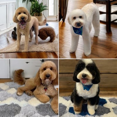 Teddy Bear show cuts!!! - Are you tired of boring dog grooming cuts and looking to give your furry friend a fresh, stylish look? Look no further than our show teddy bear cuts at unbeatable prices!

Lesley Brown is skilled in creating the adorable and fluffy teddy bear cut that will make your pup stand out from the crowd. With precise scissoring techniques and attention to detail, we will transform your dog into the cutest teddy bear on the block.

Not only will your pet look absolutely adorable, but our prices are also incredibly affordable. We believe that every dog deserves to look their best without breaking the bank, which is why we offer great prices for our show teddy bear cuts.

Treat your furry friend to a show-stopping look with our teddy bear cuts. Contact us today to schedule an appointment and give your pet the stylish makeover they deserve!