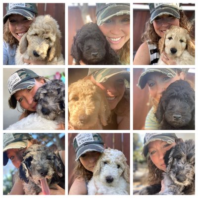 The Corona Litter - This was our first litter of puppies. Chai and Max had 9 gorgeous double doodle puppies on April 29, 2020. The Corona Litter - This was our first litter of puppies. Chai and Max had 9 gorgeous double doodle puppies on April 29, 2020.