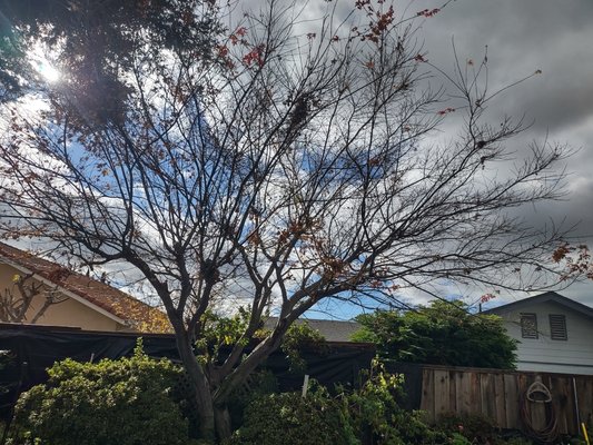 Rehabilitative Prunings-Japanese Maples and an Apple Tree - The thrills of taking advantage of too good of a price, quickly dissipate, at the sheer horror, rogue tree bandits may leave behind.
Give your trees a Heavenly Touch, for a Divine Price.
Let applied science bolster your trees' vitality.
They should thrive and glisten when properly caressed. Rehabilitative Prunings-Japanese Maples and an Apple Tree - The thrills of taking advantage of too good of a price, quickly dissipate, at the sheer horror, rogue tree bandits may leave behind.
Give your trees a Heavenly Touch, for a Divine Price.
Let applied science bolster your trees' vitality.
They should thrive and glisten when properly caressed.