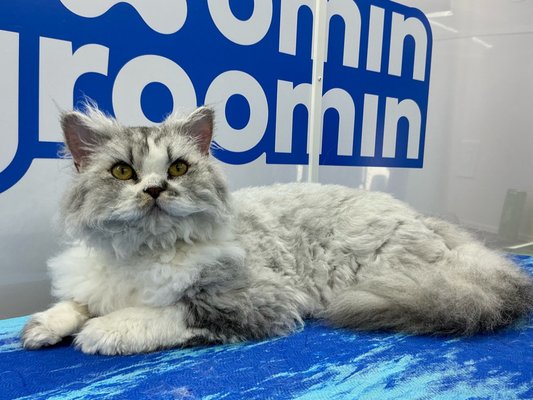 We Groom Cats too! - We groom cats too! 🐾
From a quick bath to a full purr-fect makeover for your feline fur-iends.
Bath Only • Cut Only • Bath & Cut We Groom Cats too! - We groom cats too! 🐾
From a quick bath to a full purr-fect makeover for your feline fur-iends.
Bath Only • Cut Only • Bath & Cut