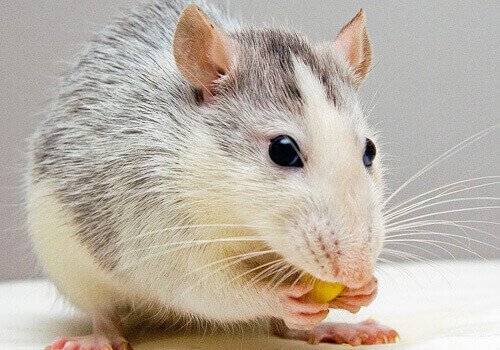 Rodent Elimination - Rodent Control Services
When it comes to mice and other pests, their habits and biology can make them tricky to control. Luckily, our products and services are top of the line and work well when it comes to eliminating the highly adaptable creature. Some of the services we provide include:
Extended perimeter prevention
Exclusion
Interior crack and crevice
Spot treating
Traps and Baits
And more Rodent Elimination - Rodent Control Services
When it comes to mice and other pests, their habits and biology can make them tricky to control. Luckily, our products and services are top of the line and work well when it comes to eliminating the highly adaptable creature. Some of the services we provide include:
Extended perimeter prevention
Exclusion
Interior crack and crevice
Spot treating
Traps and Baits
And more