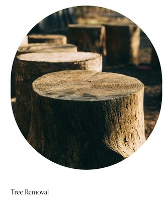 Trimming, Removal, and Haul Away - We offer emergency services 24-7

Tree Removal
Have a tree that is dead or dying? Storm Damage or tree that is waiting to be a headache?  Or is it just time to say goodbye to a certain tree for any reason.  Let us help take down the tree safely. 

Tree Trimming
Need to spruce up your property or have a few nuisance branches that you would like someone to take care of.  We can trim up those trees for functionality or aesthetics. 

Haul Away
If the brush and wood is unwanted, let us take it away for you, or have you done some work yourself but don’t know how to get rid of the branches and brush, call us, we can help with that!