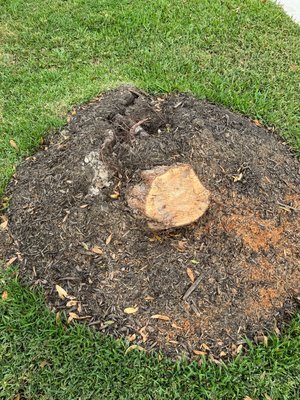 Stump Grinding - Removed a tree stump from customer’s yard. Used precision and caution to avoid pipes under and around tree stump (pictured in after photo). Stump Grinding - Removed a tree stump from customer’s yard. Used precision and caution to avoid pipes under and around tree stump (pictured in after photo).