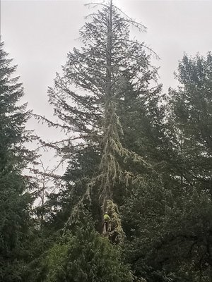 Removal of a large hazardous tree - call for hazardous tree removal Removal of a large hazardous tree - call for hazardous tree removal
