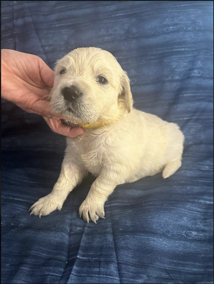 Males Available - Here is our male littler.