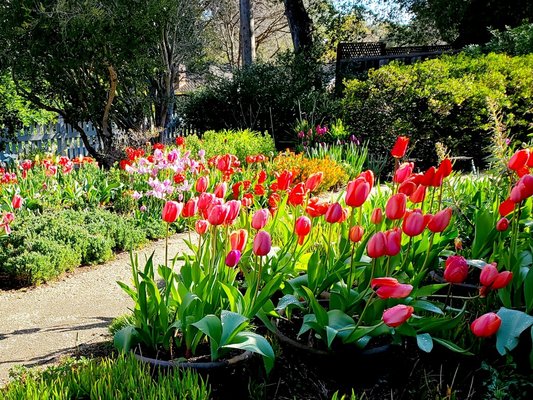 New Backyard Garden - This backyard was redone with new gardens full of planting areas with tulip flowers. New Backyard Garden - This backyard was redone with new gardens full of planting areas with tulip flowers.