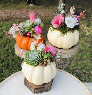 Pretty in Pink Pumpkin trio - Pretty in pink succulent pumpkin trio Pretty in Pink Pumpkin trio - Pretty in pink succulent pumpkin trio