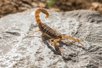 Scorpion - We provide expert scorpion control using safe, effective treatments tailored to desert environments.