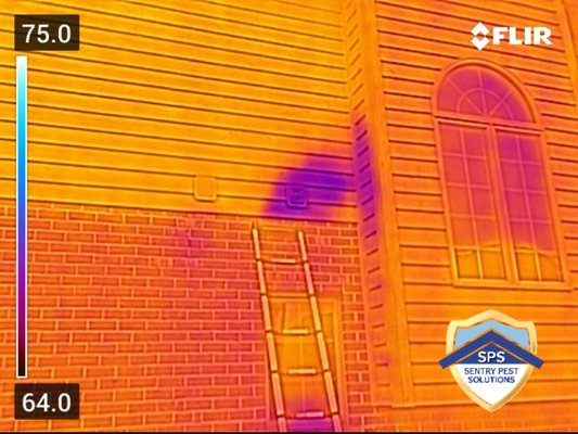 Honey bee relocation using FLIR. Our upgrades saved our customer thousands on repairs. - In certain instances, extermination can yield adverse effects. This scenario exemplifies such a case. The purple area above the ladder indicates the heat emanating from a honey bee colony. Although aware of its presence, we could only estimate its size. Utilizing FLIR technology we eliminated the guesswork. Armed with precise information, we adapted our strategies and successfully relocated the bee colony. Additionally, we safeguarded the siding and preserved the customer's home immaculately saving the customer thousands in siding repair. Upon departure, the property was in superior condition than new. We diligently sealed the entry gap and upgraded the vent cover to a powder-coated Galvalume version, ensuring a permanent solution.

We upgrade ourselves through continuous education. 
We upgrade our tools for superior accuracy. 
We upgrade our products for the best safety and performance. 
We upgrade, for you.