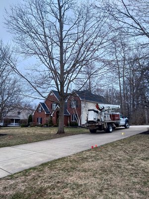 5 trees removed in march 2025 - Customer was ready to have these trees gone