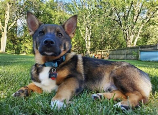 Some Of Our Pups - Our Valkyrie Team ended the year 2023 with the #1 male and #1 female Vallhunds in conformation. Something that has never been done in AKC Vallhund history! Clover also broke the record of the youngest Grand Champion Vallhund! To say we are proud is an understatement. Odin (Valkyrie Caliente’s Stubborn Love) Owned and shown by by Bill and Sara Tsioles co-owned by Telah Garwacki, has also done some incredible things this year! He and Bill have become a great team comping all year with the top dogs in the country. This is the Tsioles families first show dog!
Between Odin and Clover they earned
30+ OH Group Wins
322 breed points
8 Group Wins
46 Best of Breed
Exclusively Owner Handled
Both under the age of 2 Some Of Our Pups - Our Valkyrie Team ended the year 2023 with the #1 male and #1 female Vallhunds in conformation. Something that has never been done in AKC Vallhund history! Clover also broke the record of the youngest Grand Champion Vallhund! To say we are proud is an understatement. Odin (Valkyrie Caliente’s Stubborn Love) Owned and shown by by Bill and Sara Tsioles co-owned by Telah Garwacki, has also done some incredible things this year! He and Bill have become a great team comping all year with the top dogs in the country. This is the Tsioles families first show dog!
Between Odin and Clover they earned
30+ OH Group Wins
322 breed points
8 Group Wins
46 Best of Breed
Exclusively Owner Handled
Both under the age of 2